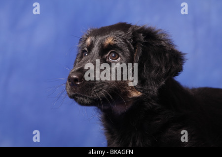 Sheepdog portoghese cucciolo Foto Stock