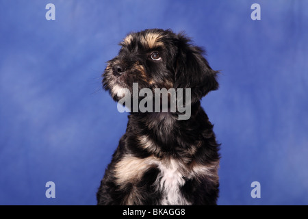 Sheepdog portoghese cucciolo Foto Stock