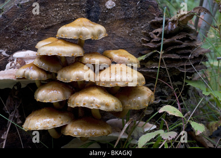 Golden Pholiota su un Treetrunk. Foto Stock