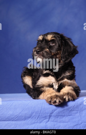 Sheepdog portoghese cucciolo Foto Stock