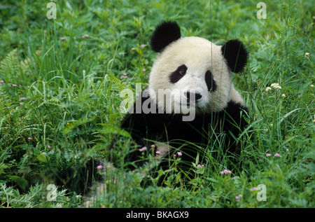 Giovane panda gigante, Ailuropoda melanoleuca, tra fiori selvatici, Wolong, nella provincia di Sichuan, in Cina, Settembre Foto Stock