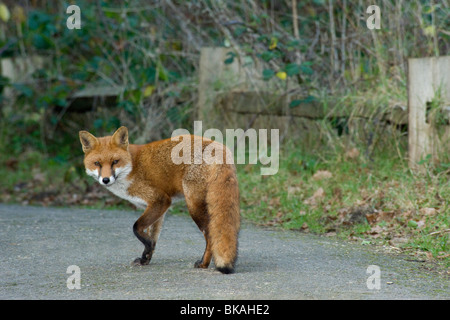 Red Fox, Vulpes vulpes, si sofferma a guardare fotocamera come passeggiate lungo il percorso Foto Stock