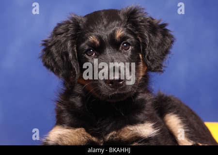 Sheepdog portoghese cucciolo Foto Stock