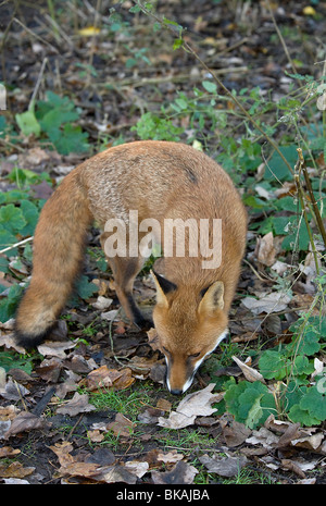 Red Fox, Vulpes vulpes, ricerche per il cibo sotto gli alimentatori degli uccelli Foto Stock