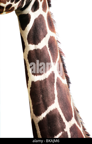 Close up di un collo giraffe Foto Stock