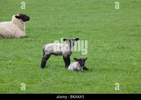 Due agnelli in un campo con la madre in background in Surrey Foto Stock