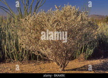 Texas con salvia e candelilla ocotillos dietro al deserto del Chihuahuan vicino alla vecchia strada di minerale nel Parco nazionale di Big Bend, Texas, Stati Uniti d'America Foto Stock