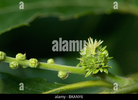 Fiore femmina di Sweet Chestnut, Castanea sativa, con stimmi multipli Foto Stock