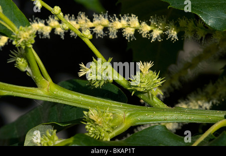 Fiore femmina di Sweet Chestnut, Castanea sativa, con più gli stimmi, formare in corrispondenza della base di un amento maschile Foto Stock