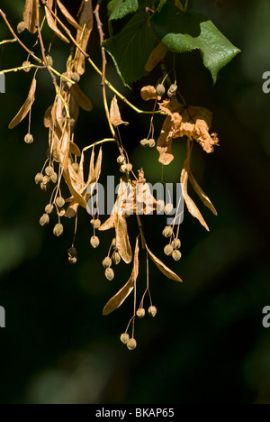 Lasciava grandi frutti di calce, Tilia platyphyllos Foto Stock