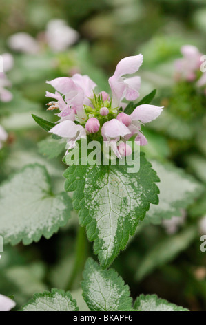 Avvistato dead ortica (lamium maculatum 'rosa chablis') Foto Stock