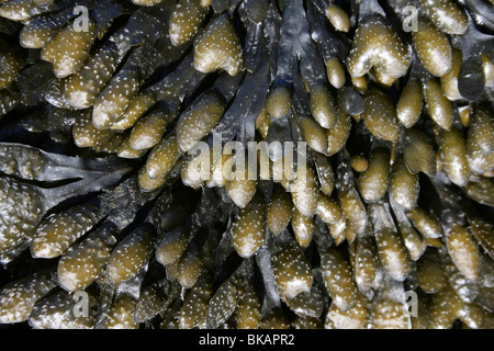 Spirale (a.k.a. Flat) Wrack Fucus spiralis mostra gonfia i recipienti riproduttiva. Prese a New Brighton, Wirral, Regno Unito Foto Stock