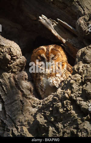 Sono ' appollaiati Allocco (Strix aluco), Cambridgeshire, Inghilterra Foto Stock