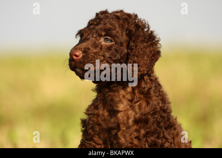 Acqua irlandese Spaniel cucciolo Foto Stock