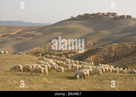 Gregge di ovini in Toscana, Italia Foto Stock