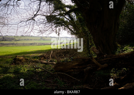 Caduto albero morto e terreni agricoli vista campo valle Elham kent Foto Stock