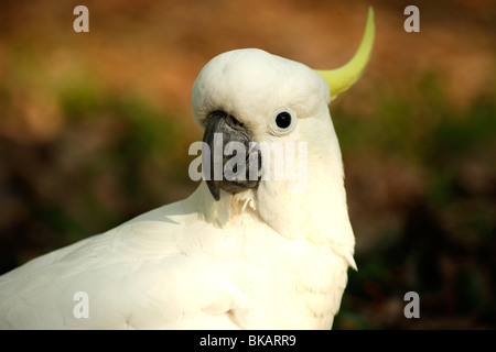 Zolfo Crested Cacatua al Royal Botanic Gardens di Sydney, Nuovo Galles del Sud, Australia Foto Stock