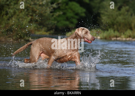 Weimaraner in acqua Foto Stock