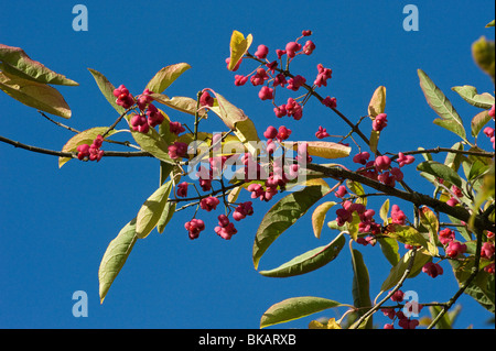 Cinese albero mandrino frutti, Euonymus hamiltonianus, dall Himalaya e Oriente Cina Foto Stock