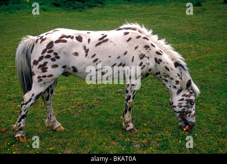 Cavallo, cavallo mangiare apple, profilo, vista laterale, Cheverny, Regione centrale, Francia, Europa Foto Stock