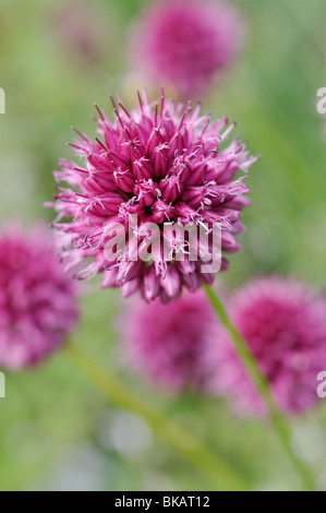 A testa tonda (porro allium sphaerocephalon) Foto Stock