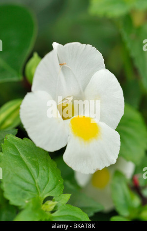 Wishbone fiore (torenia fournieri 'luna bianca") Foto Stock