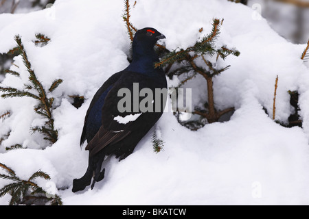 Fagiano di Monte Foto Stock