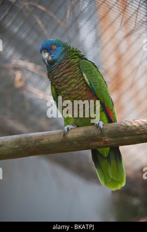 Saint Lucia Parrot (Amazona versicolor) femmina uno degli individui il pane in jersey e restituito al Mini ZOO St Lucia Foto Stock