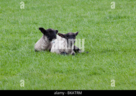 Due agnelli che stabilisce di riposo in un campo in Surrey Foto Stock