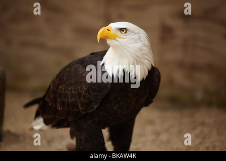 American bald eagle Foto Stock