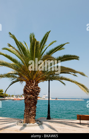 Palm tree presso il porto di Pilos in Grecia Foto Stock