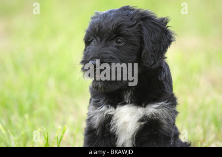 Sheepdog portoghese cucciolo Foto Stock