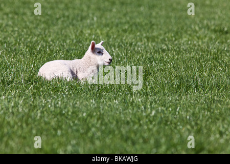 La molla agnelli in pascolo verde campo sulla giornata di sole Foto Stock