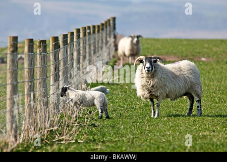 La molla agnelli in pascolo verde campo sulla giornata di sole Foto Stock