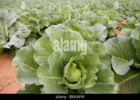 I campi di cavolo in Spagna, righe di alimento vegetale Foto Stock