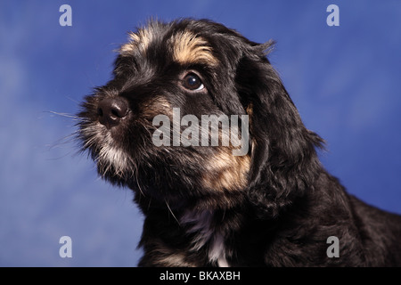 Sheepdog portoghese cucciolo Foto Stock