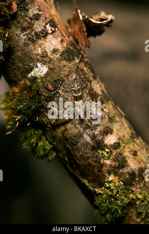 Tappeto di abete rosso (Thera britannica) Foto Stock