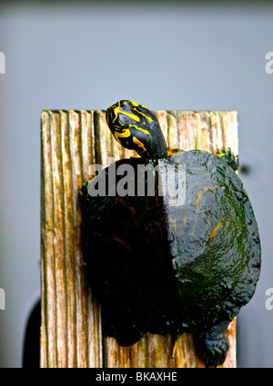 La tartaruga in Carolina del Sud Foto Stock