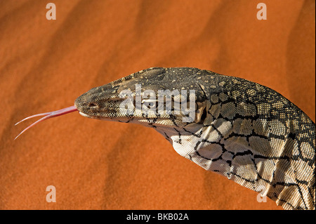 Perentie goanna si estende lungo la linguetta Australia Foto Stock