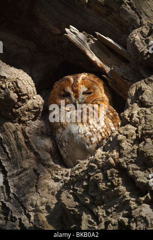 Sono ' appollaiati Allocco (Strix aluco), Cambridgeshire, Inghilterra Foto Stock