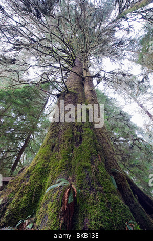 Vecchia Foresta in Carmanah Walbran Parco Provinciale, Isola di Vancouver, British Columbia, Canada Foto Stock