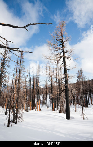 Alberi bruciati dalla cresta Gnarl fire, Cooper Sperone, Mount Hood National Forest - Monte Cofano, Oregon Foto Stock