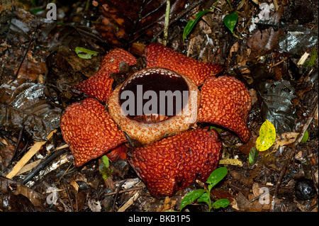 Rafflesia arnoldii in Bloom, Ranau, Sabah, Malaysia Foto Stock