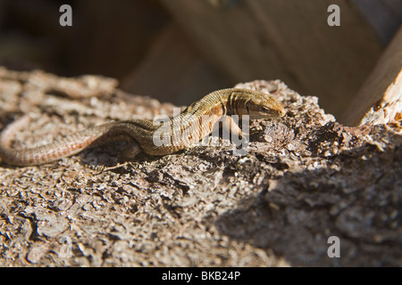 Lucertola vivipara Lacerta vivipara Scandinavia Svezia Foto Stock