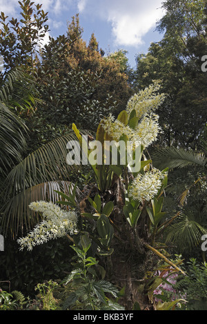 Eccezionale Dendrobium, re Orchid (Dendrobium speciosum), fioritura. Foto Stock