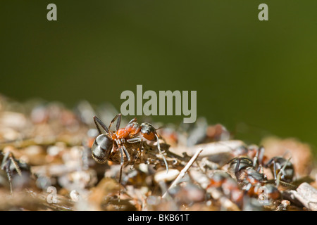 Legno meridionale formica rufa insetti Europa Scandinavia Svezia Foto Stock