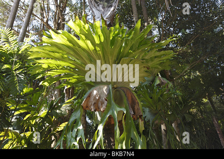 Elkhorn Felce, Staghorn Fern (Platycerium bifurcatum). Foto Stock