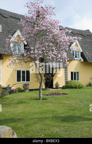 Un cottage con tetto di paglia in un villaggio inglese Foto Stock