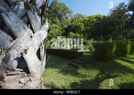 Talipot Palm tree in Peradeniya Botanic Gardens, Kandy, Sri Lanka Foto Stock