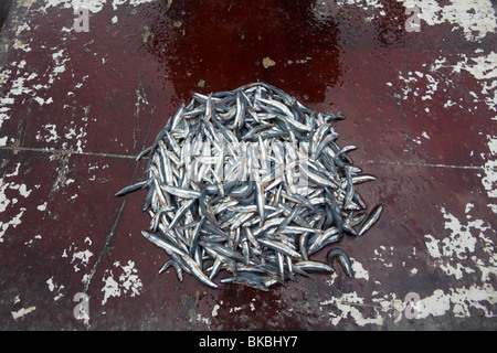 Pesce per la vendita nel mercato - Stonetown, Zanzibar, Tanzania. Foto Stock